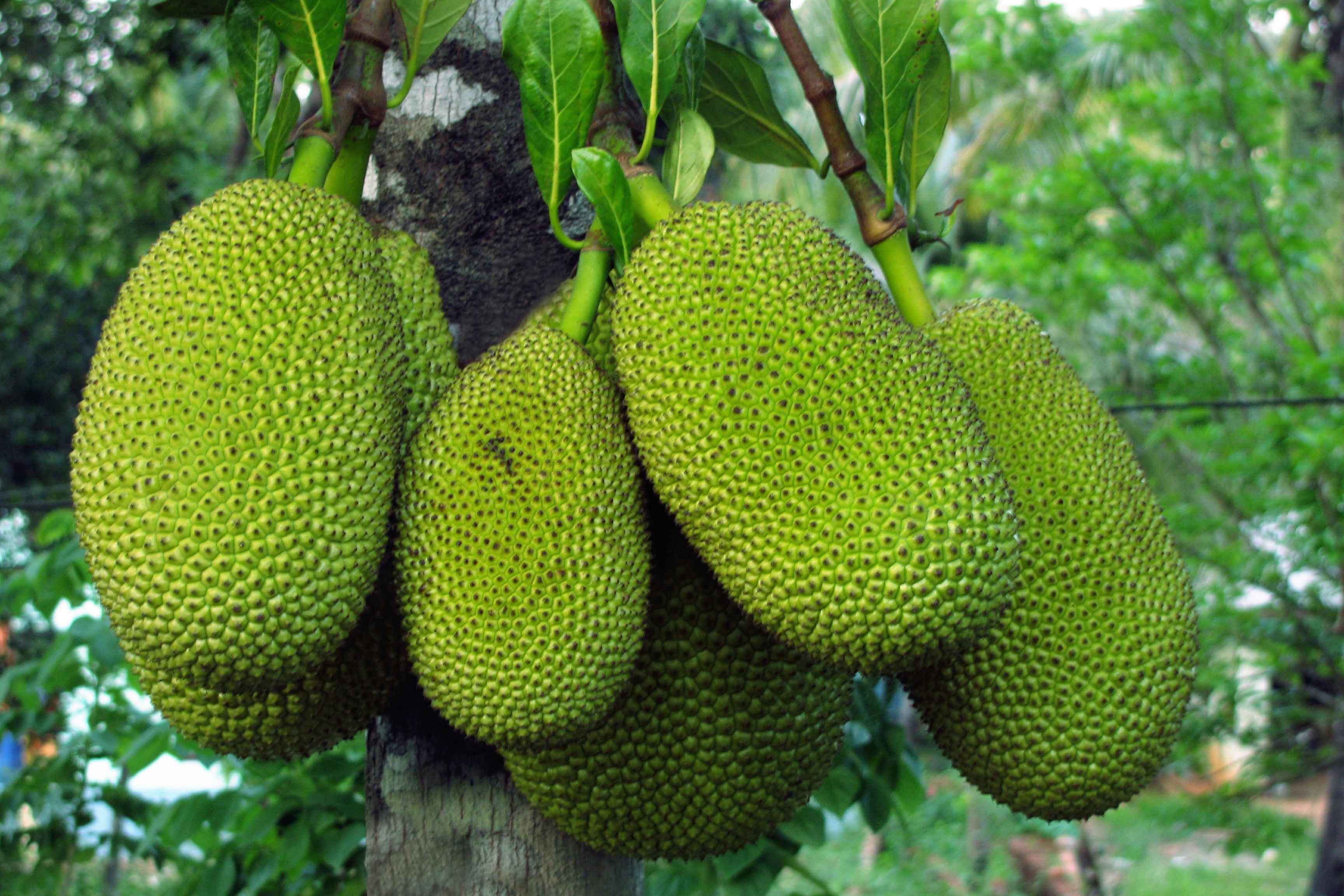 jackfruit